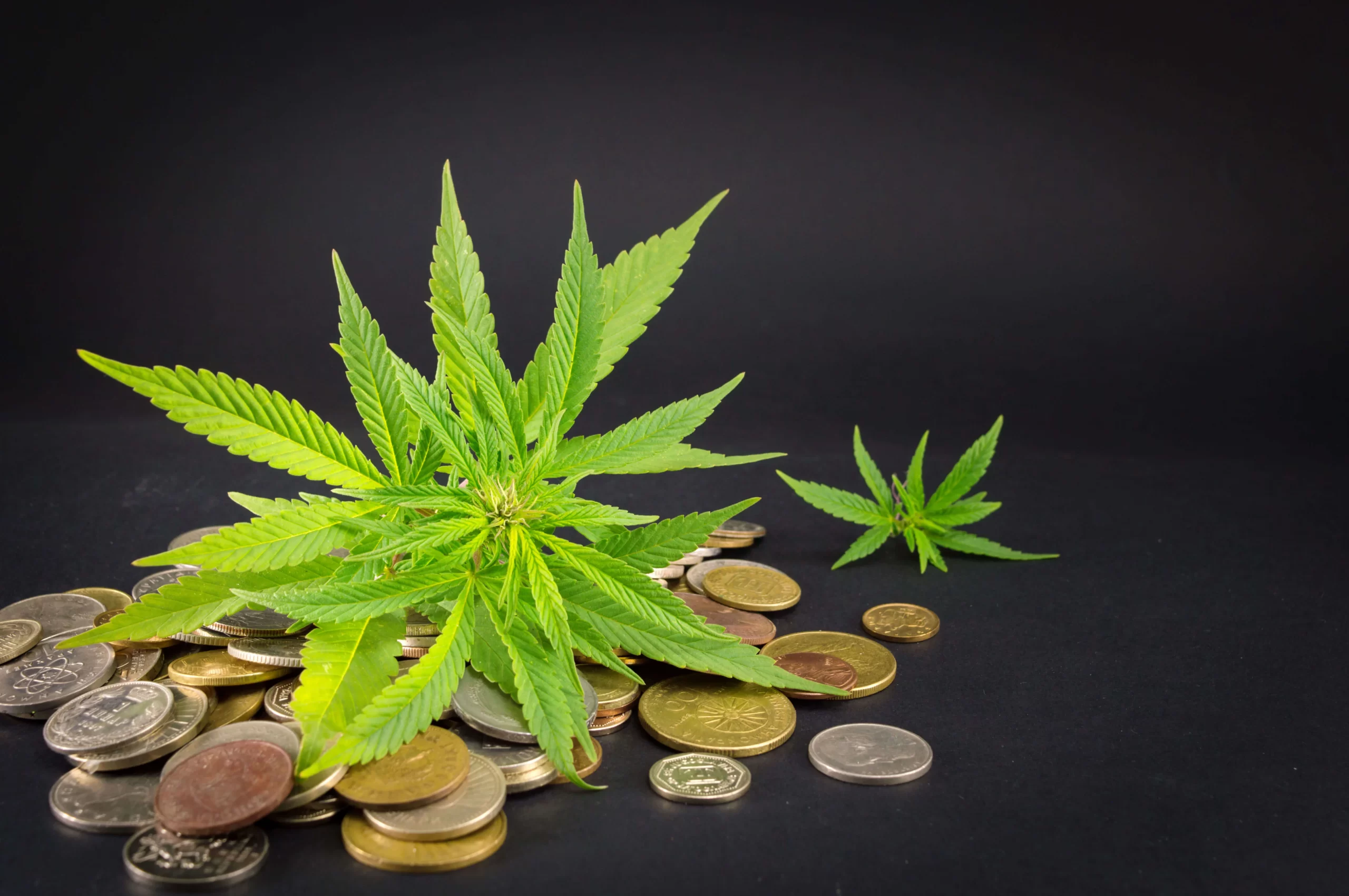 marijuana investment